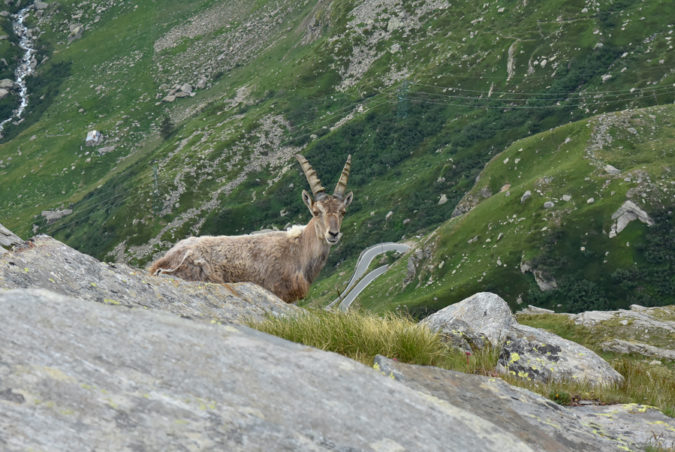 gran paradiso_ luca_ambrosoni