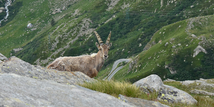 gran paradiso_ luca_ambrosoni